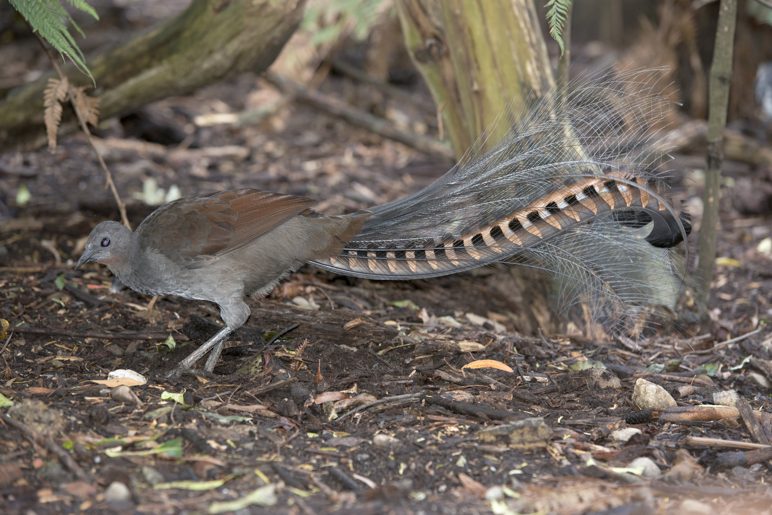 The elusive and elegant Lyrebird