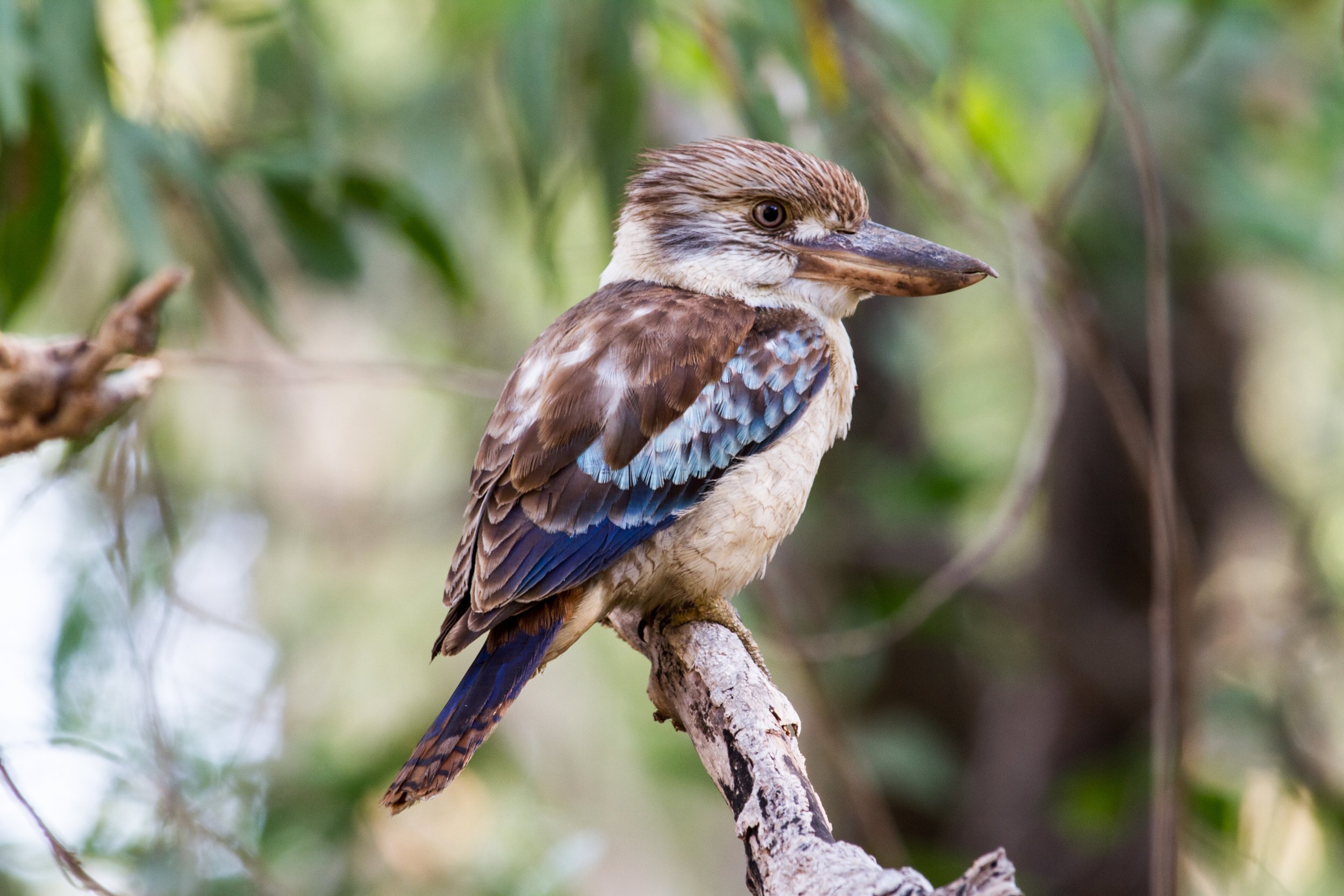 Kookaburra