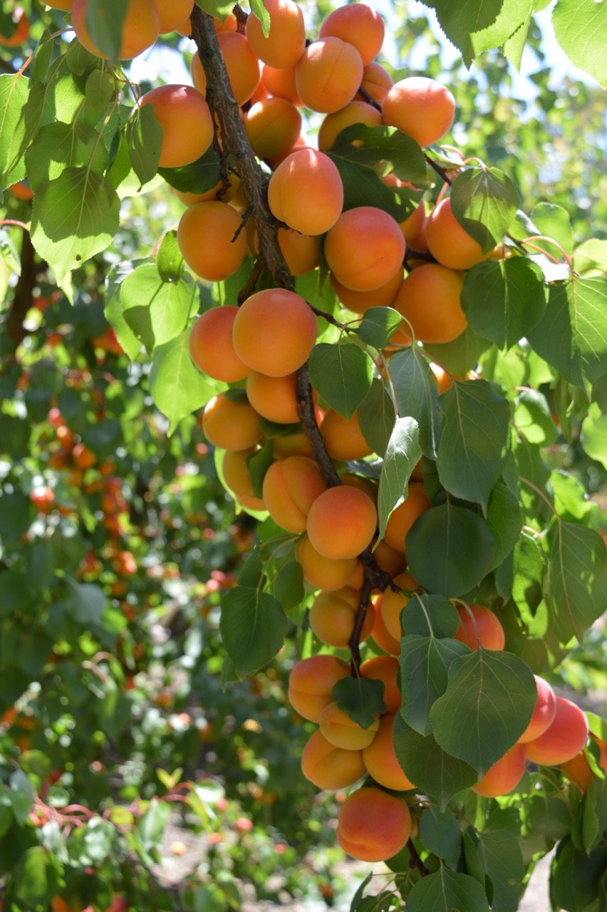 Apricots galore.jpeg