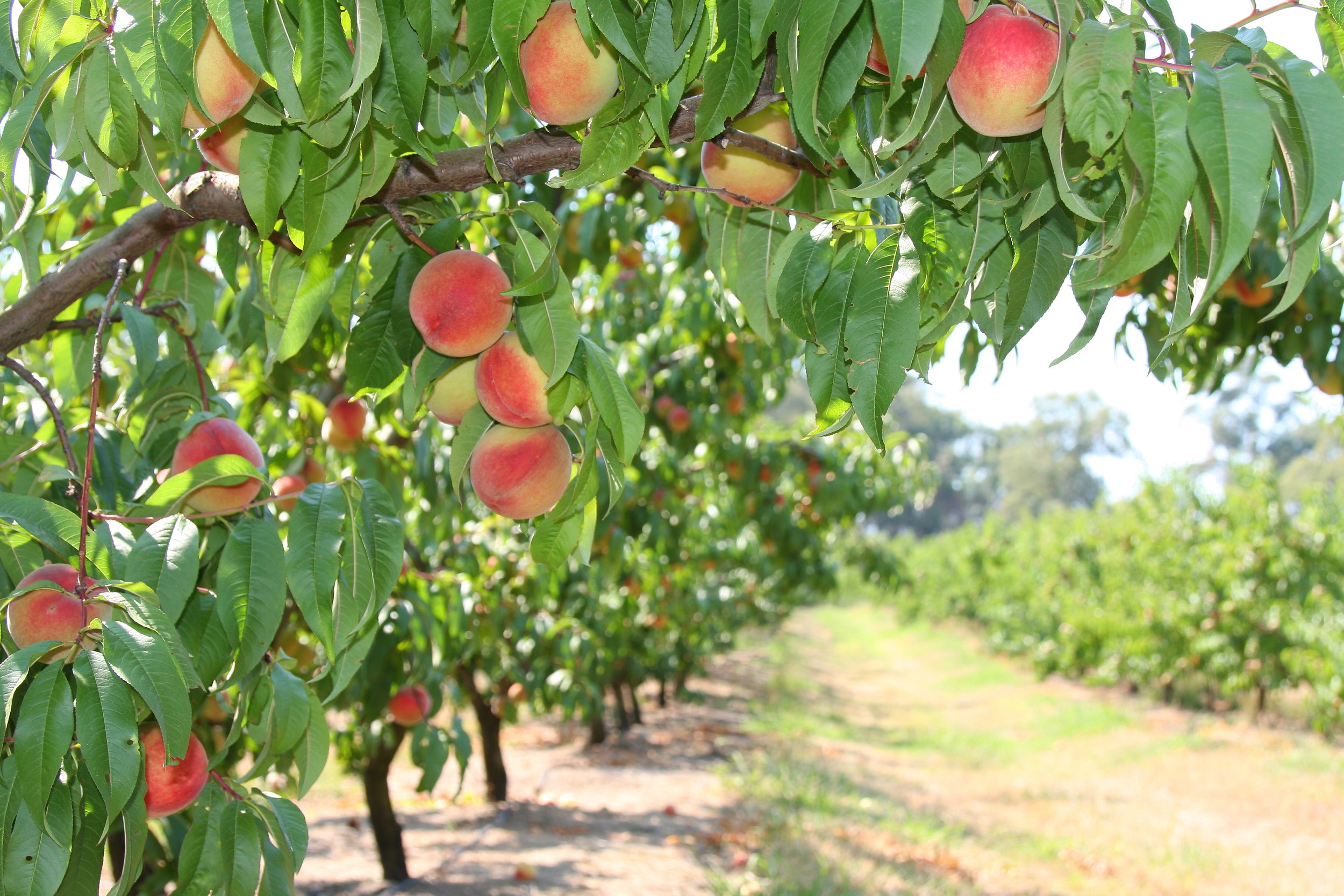 Yellow peach row.jpg