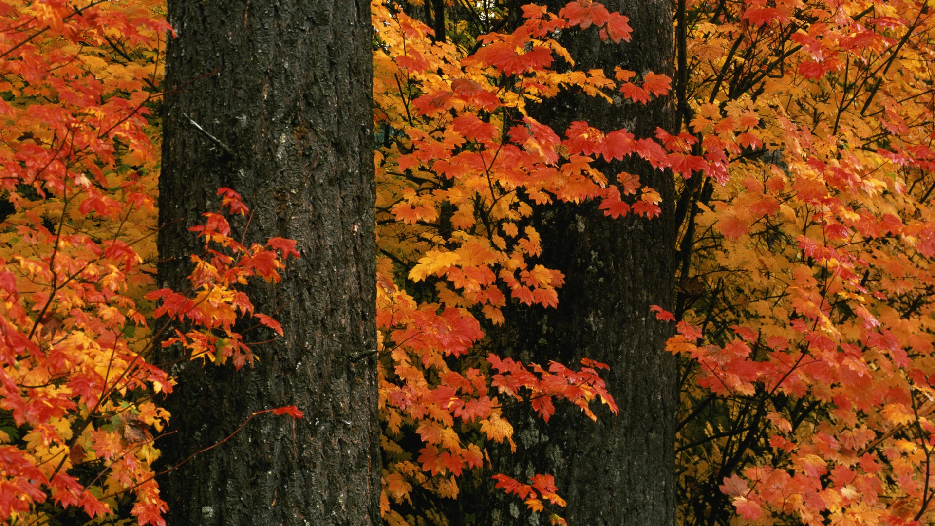 Hocking Hills State Park in Fall, Ohio.jpg
