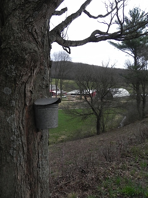 Vintage Sap bucket, still used along our roadside maple trees.
