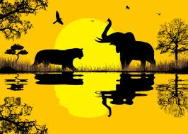 Safari