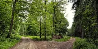 The Fork in the Road