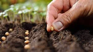 Jesus was the Seed that God planted in the Soil of our Hearts