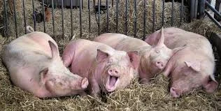 Forgiveness is the Pearl that Jesus cast to the Swine