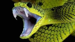 Stewing in the evils of the valley of Tears Defangs the Serpent