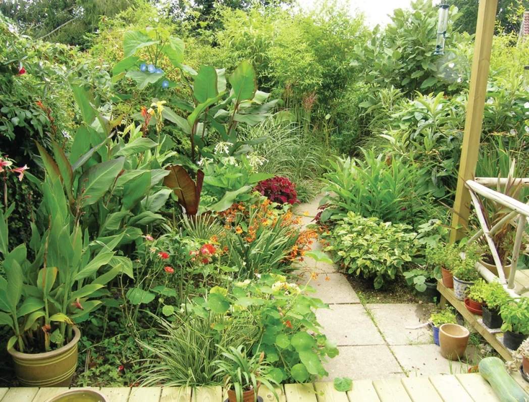 jungle-garden-winner-lindfield.jpg
