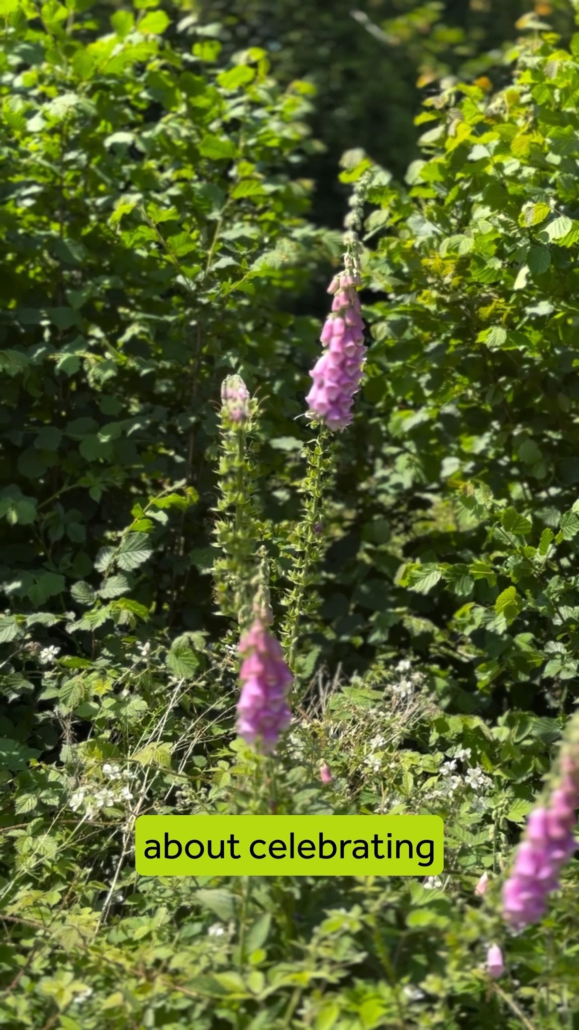 Featuring Eastern Road Nature Reserve's 30th anniversary