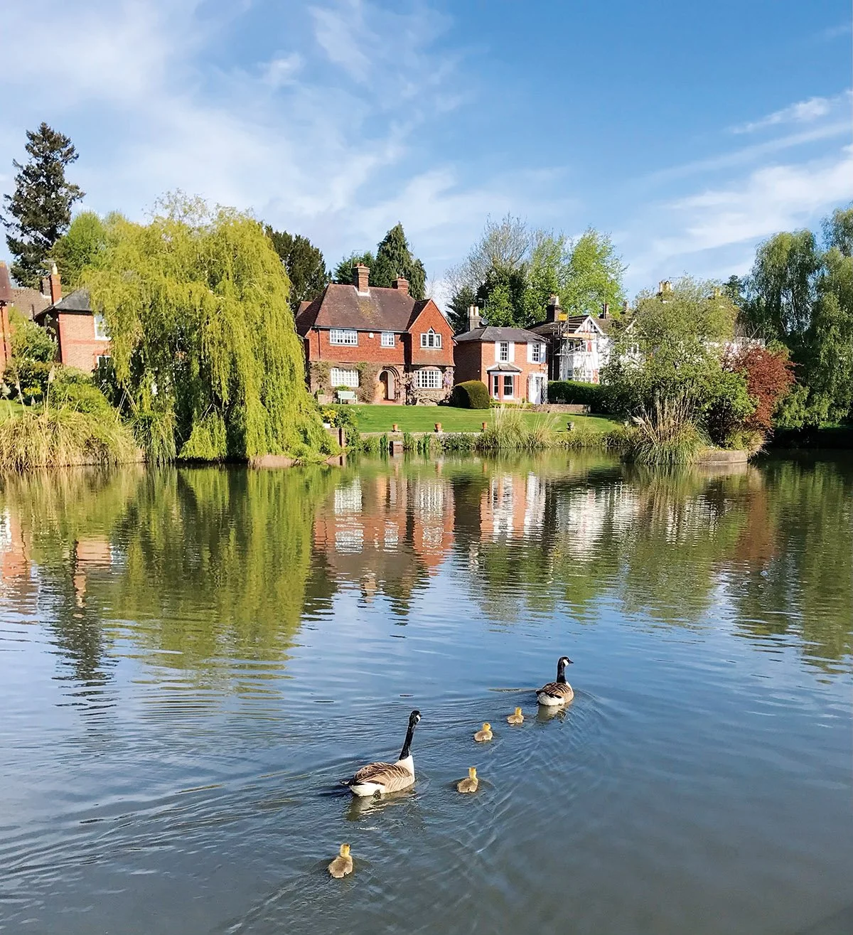 Lindfield goslings Alison Lainchbury.jpg
