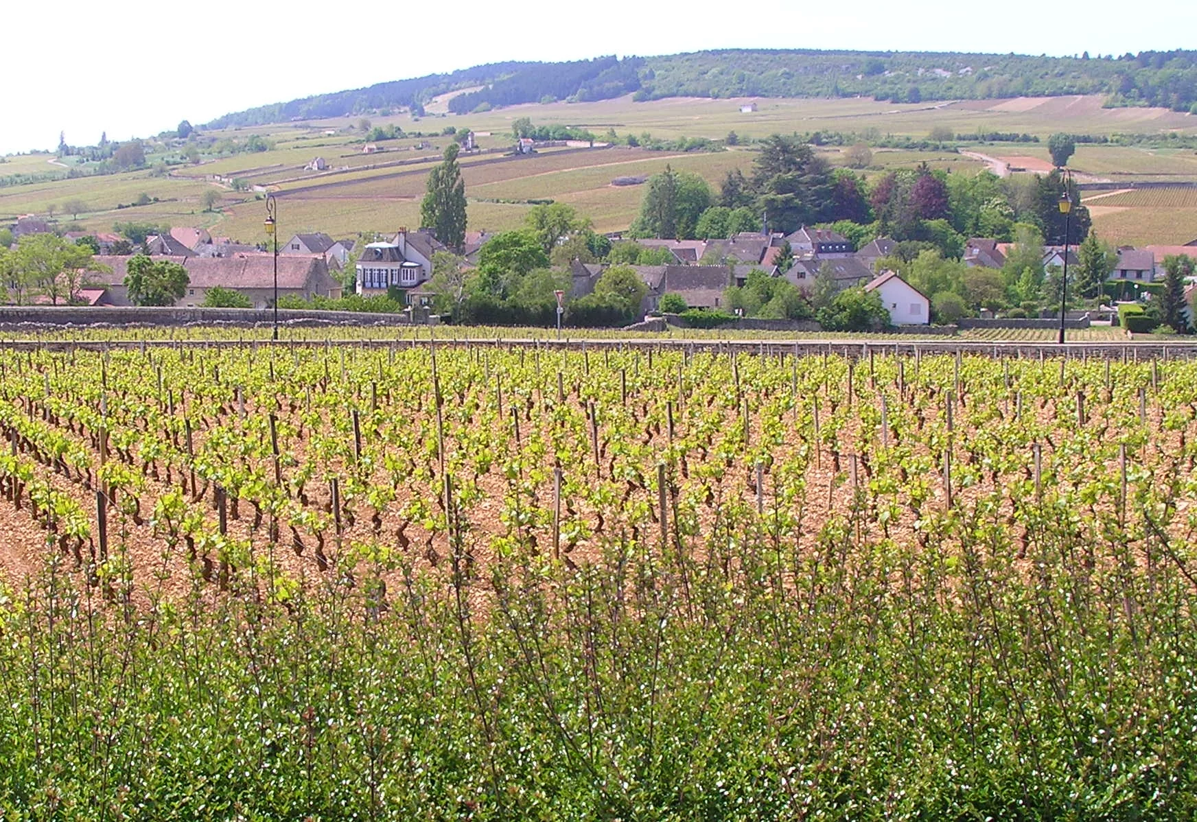 MeursaultBurgundy.jpg