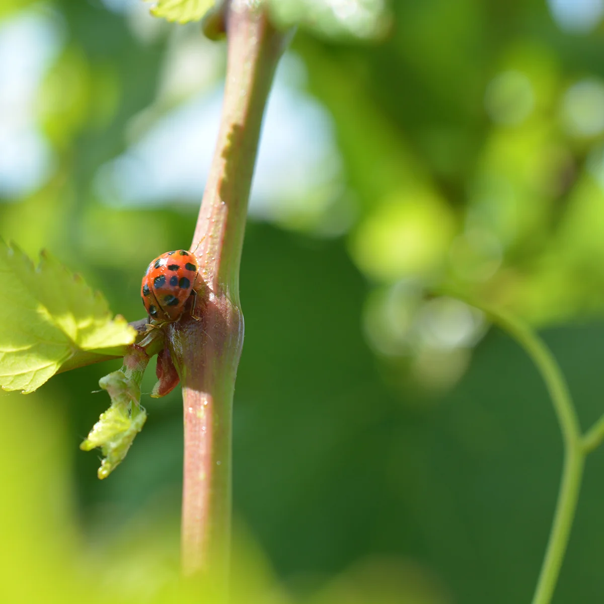 Our Affiliates - Long Island Sustainable Winegrowing