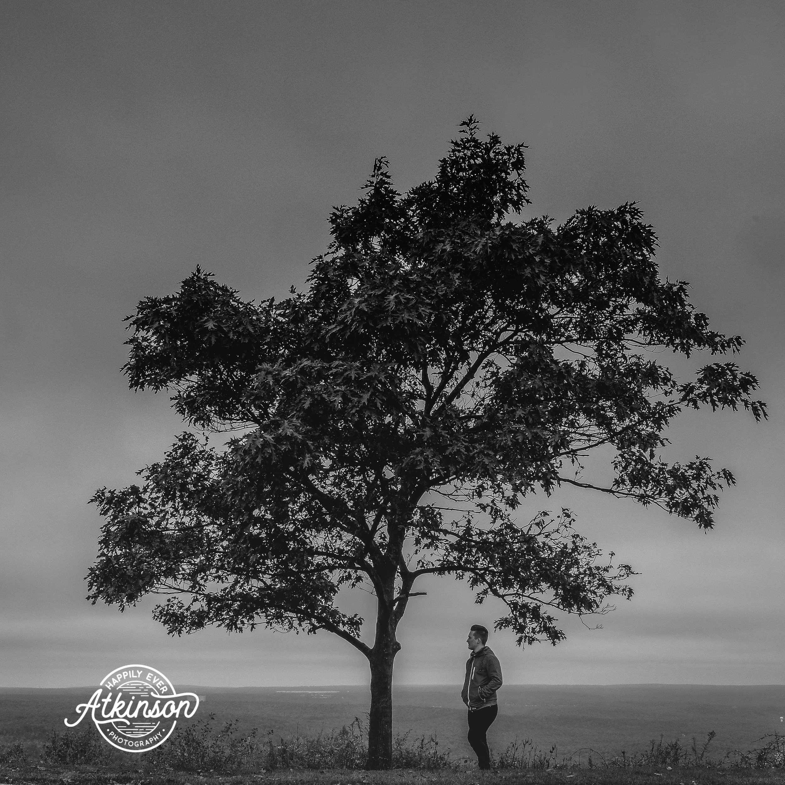 Poconos Tree Photographer.jpg