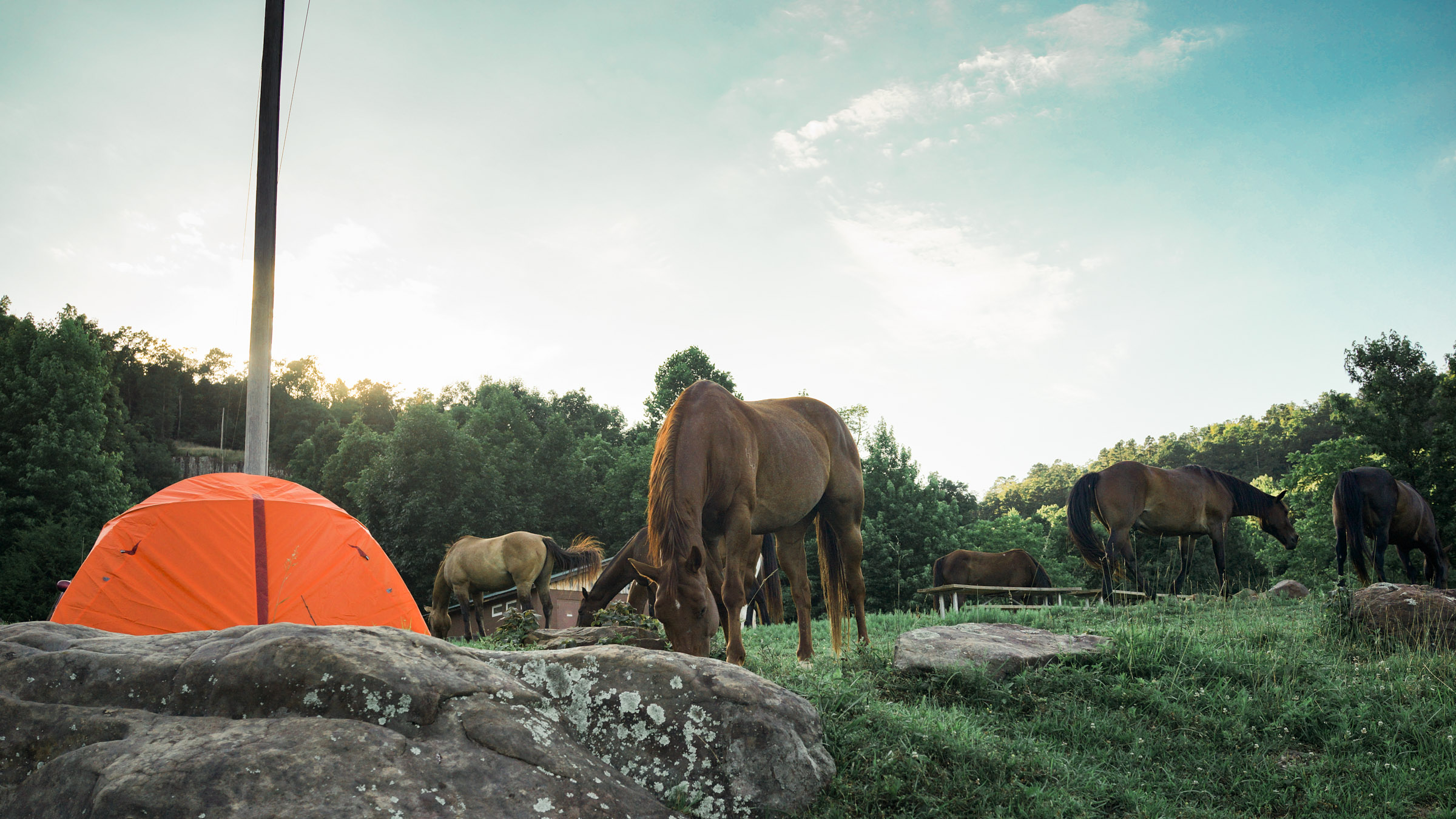 Horses, goats, skunks, squirrels can be walking around your tent and that is normal.
