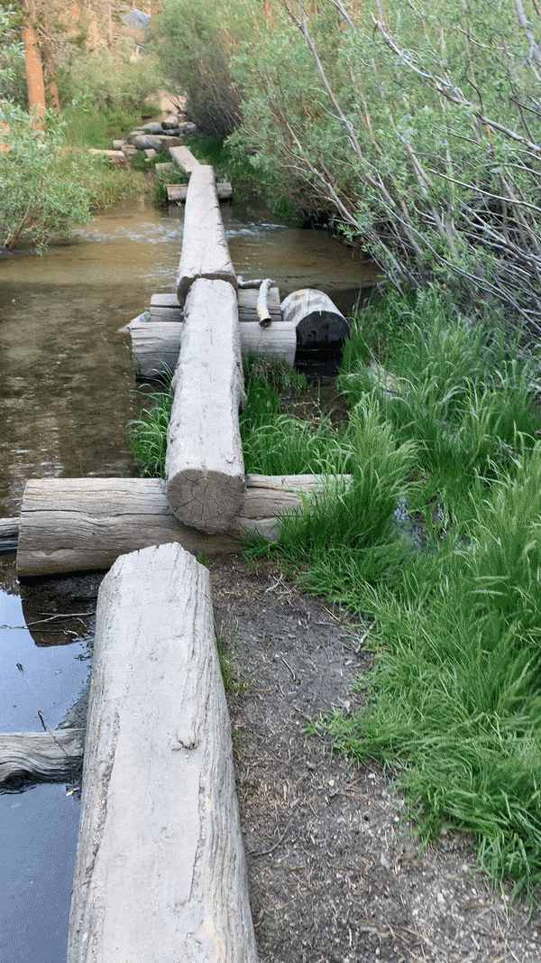 Walking across these logs is a fun park on the trail.
