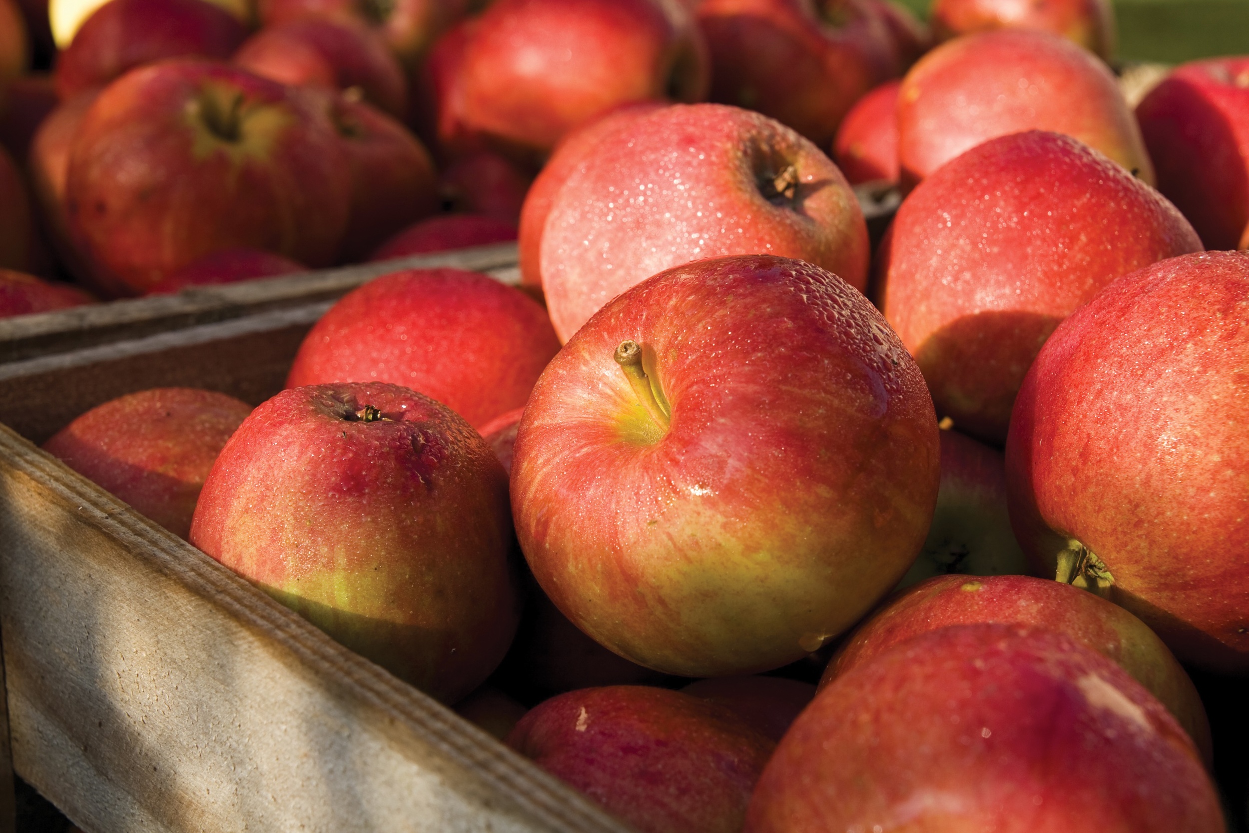  Leidenschaft   Lugana Superiore   Lang im Abgang und elegant, angenehme Gewürznoten, frischer Apfel und Zitrusfruchtnoten 