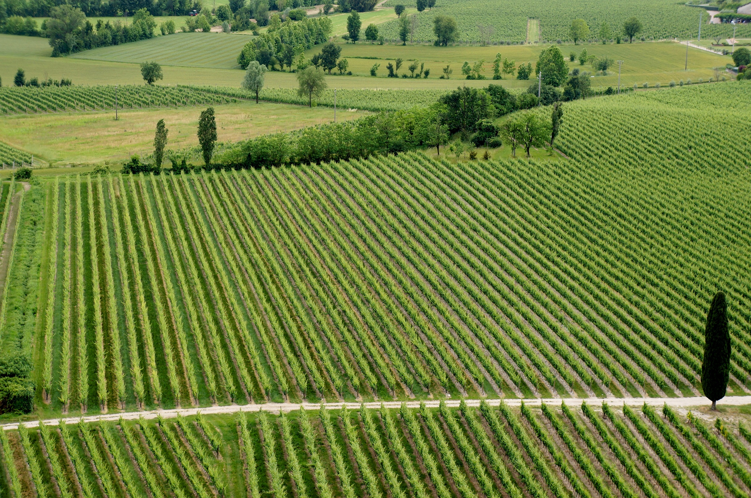 Lugana paesaggio 1.jpg