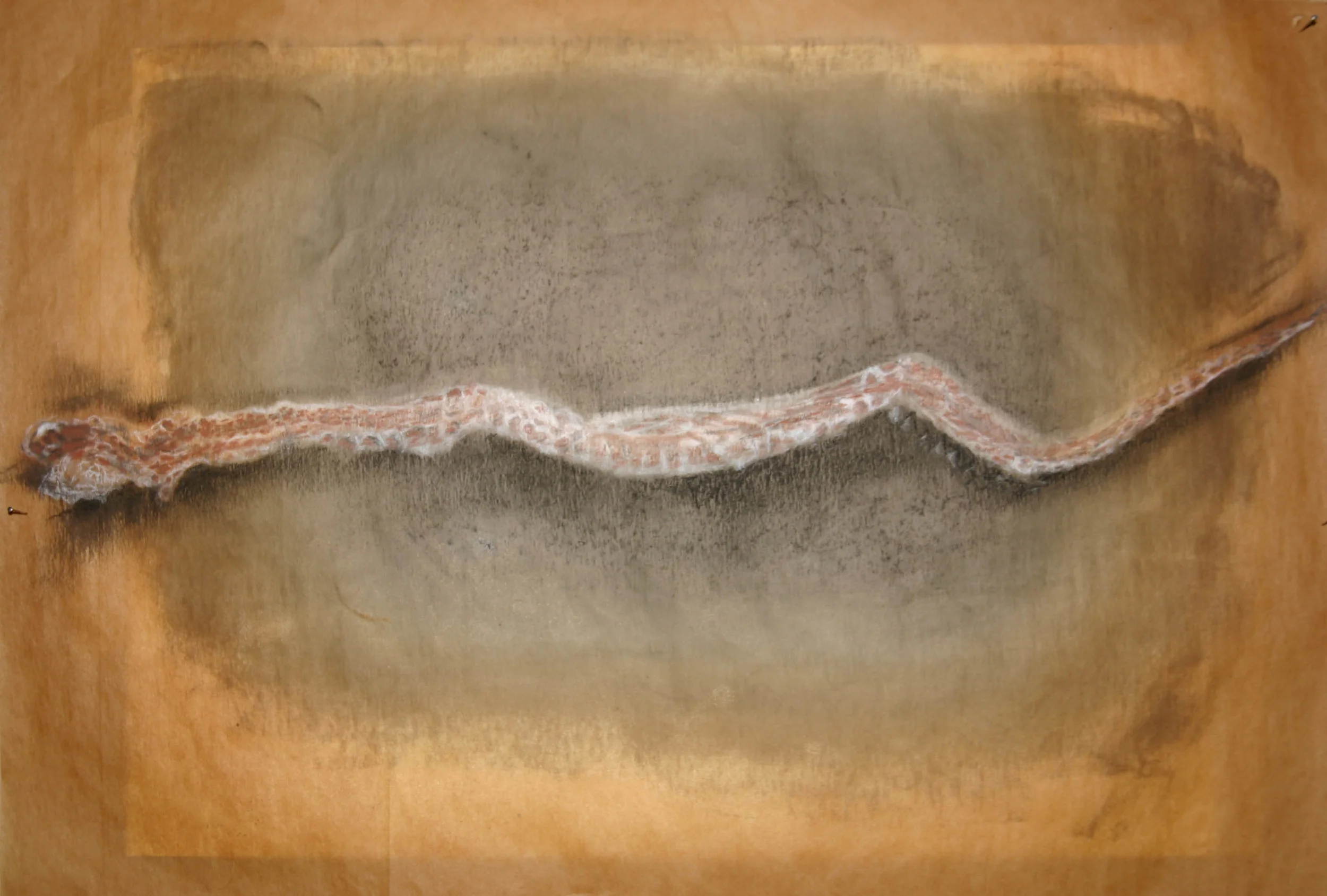 Snakeskin study, 2013, Charcoal and conte on parchment