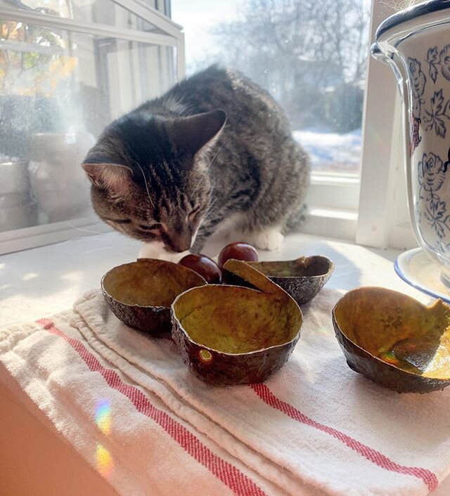 🐱🥑 drying avocados for dyeing ft. the other cutest assistant 
#theartofslowliving #diy #abmcrafty #abmlifeiscolorful #craft #madebyhand #doitfortheprocess #slowlife #makersmovement #modernmaker #makersgonnamake #handmadelife #playingwithcolor #hand