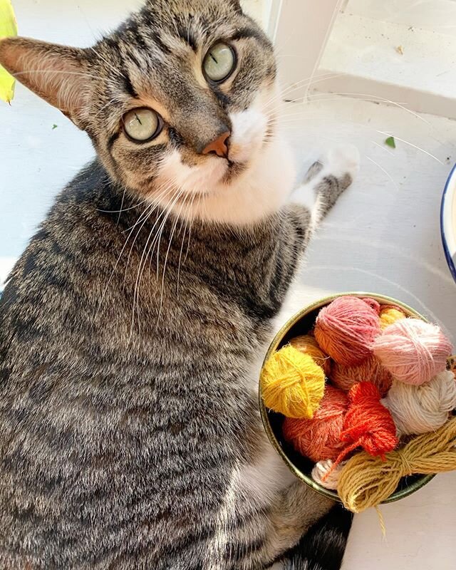 Sunshine, yarn and Mittens 🐱

#theartofslowliving #diy #abmcrafty #abmlifeiscolorful #knitting #knittersofinstagram #knitstagram #craft #madebyhand #doitfortheprocess #slowlife #makersmovement #modernmaker #makersgonnamake #knitlife #handmadelife #p