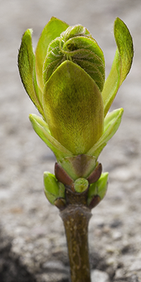 TeamHope - sprout.png