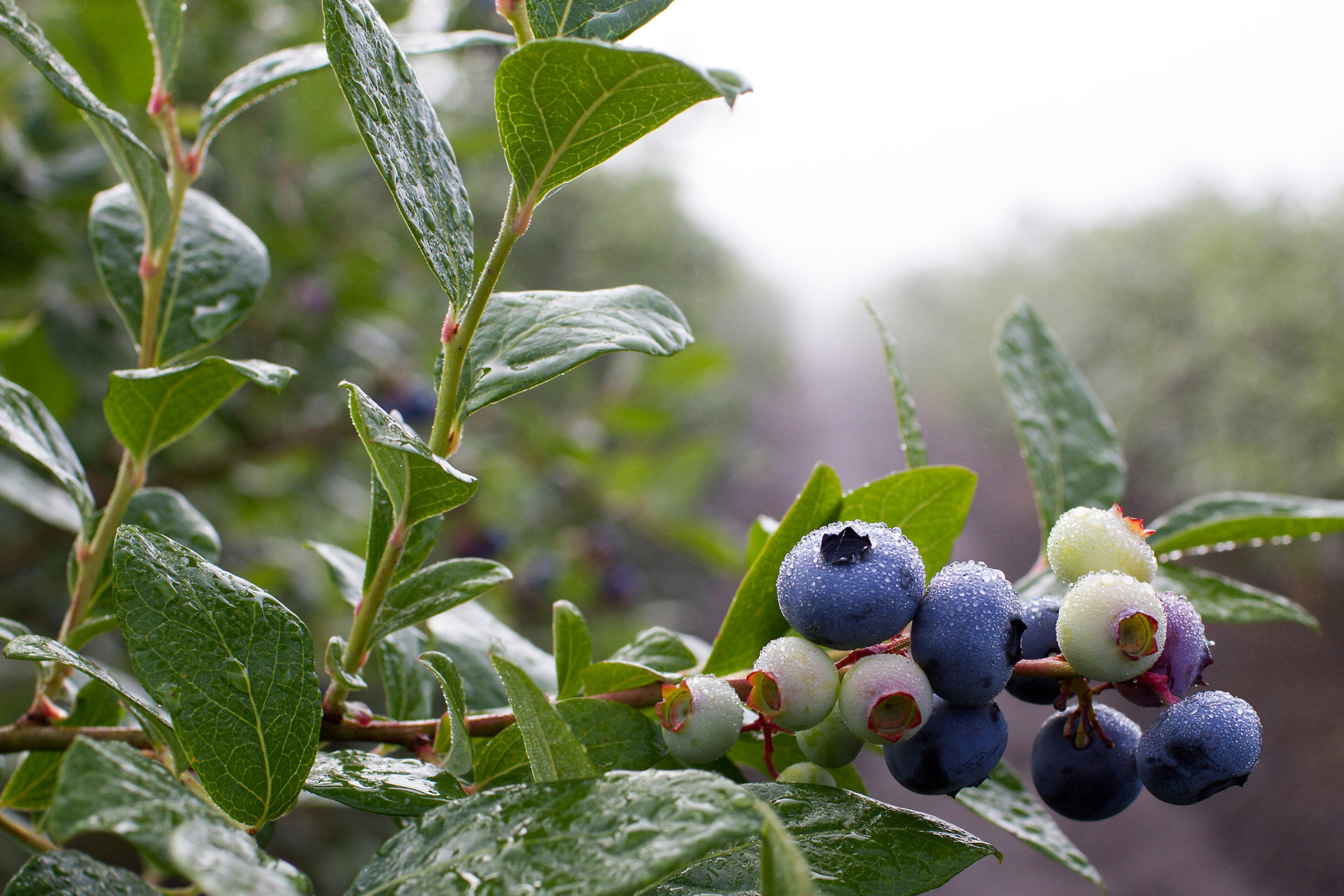 HOMEPAGE_BBerries_3_Resize.jpg