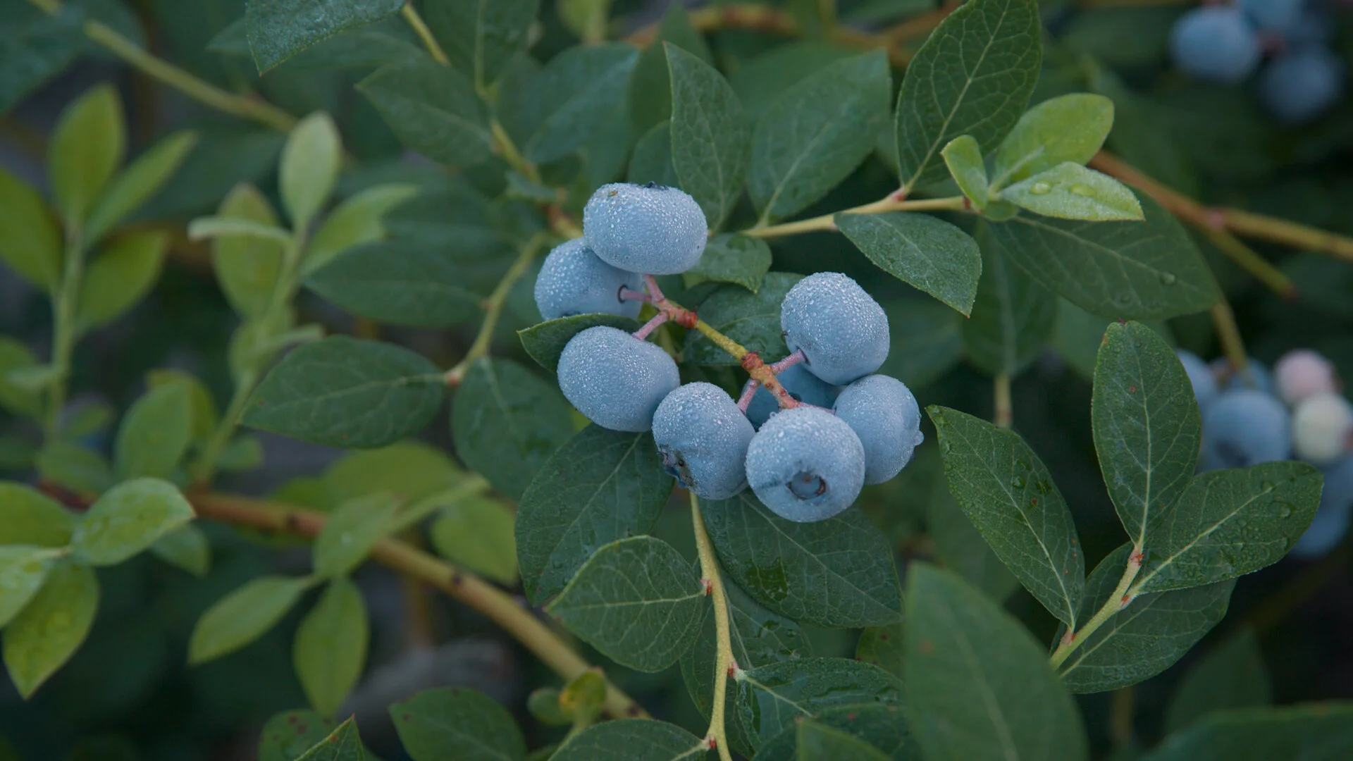 OurBlueberries_FAQ.jpg