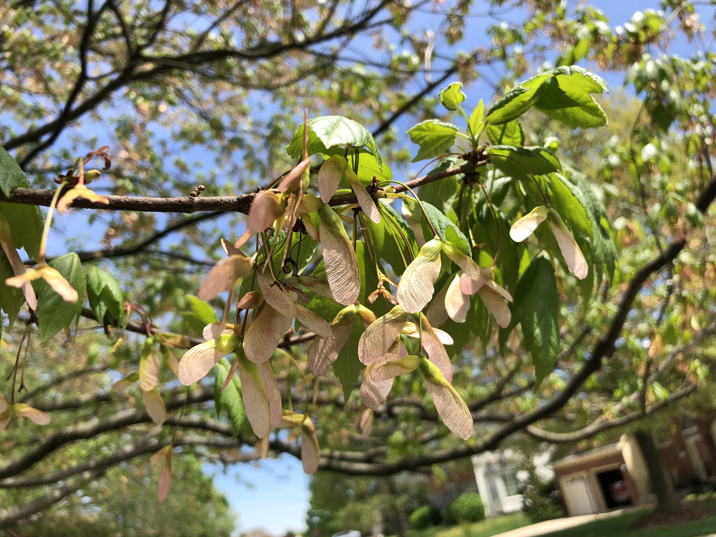 Carolina Red Maple