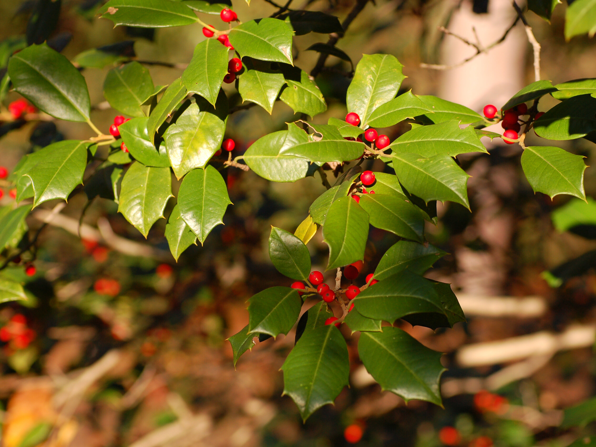 American Holly