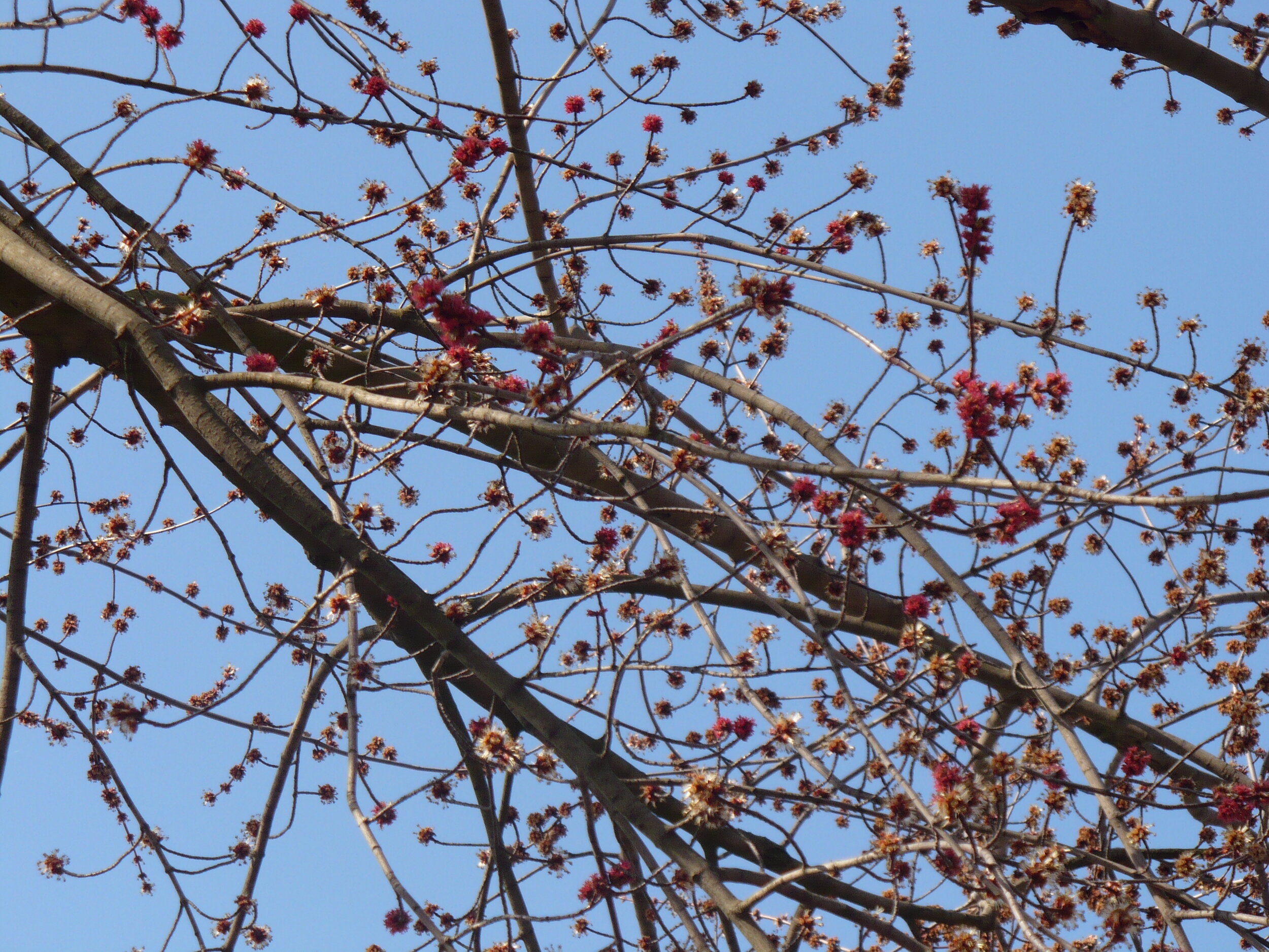 Carolina Red Maple