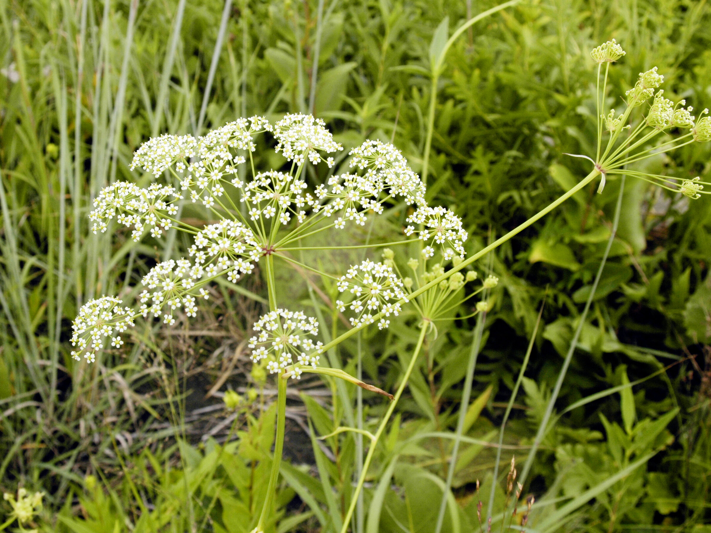 Cowbane