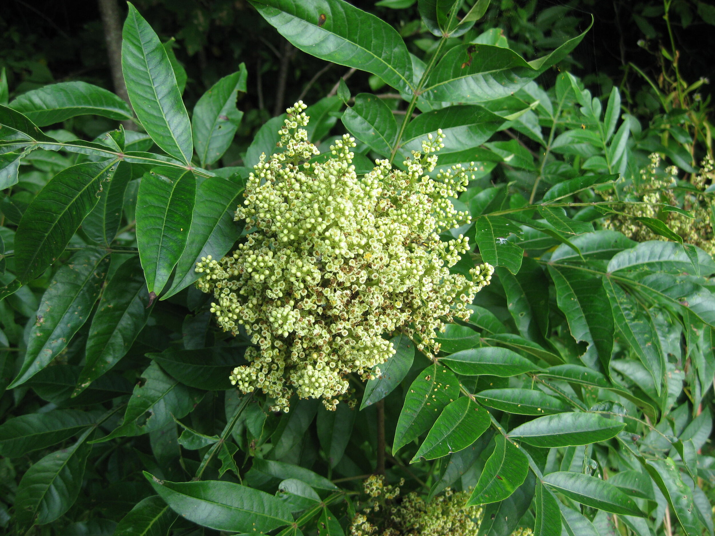 Winged Sumac