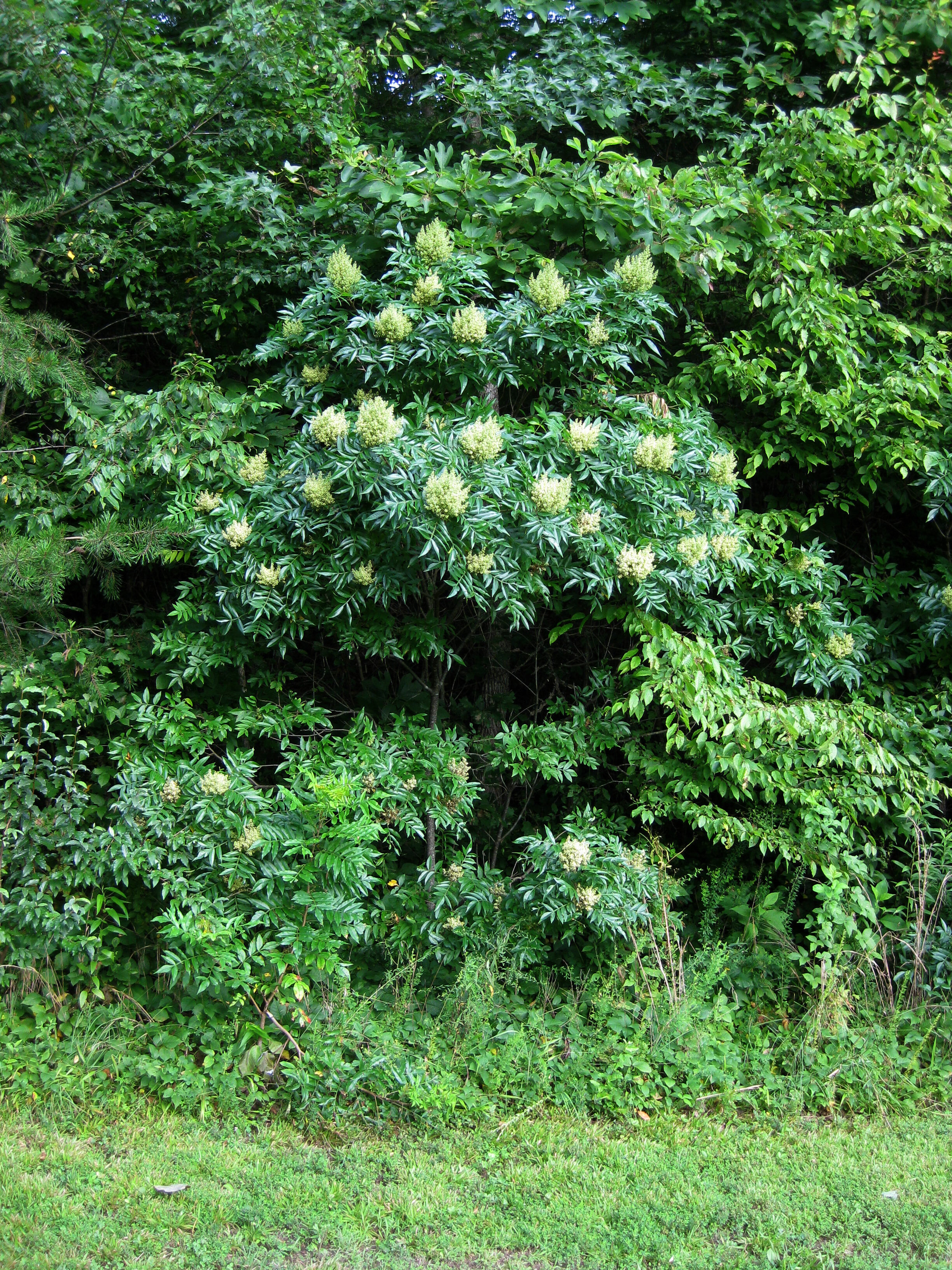 Winged Sumac