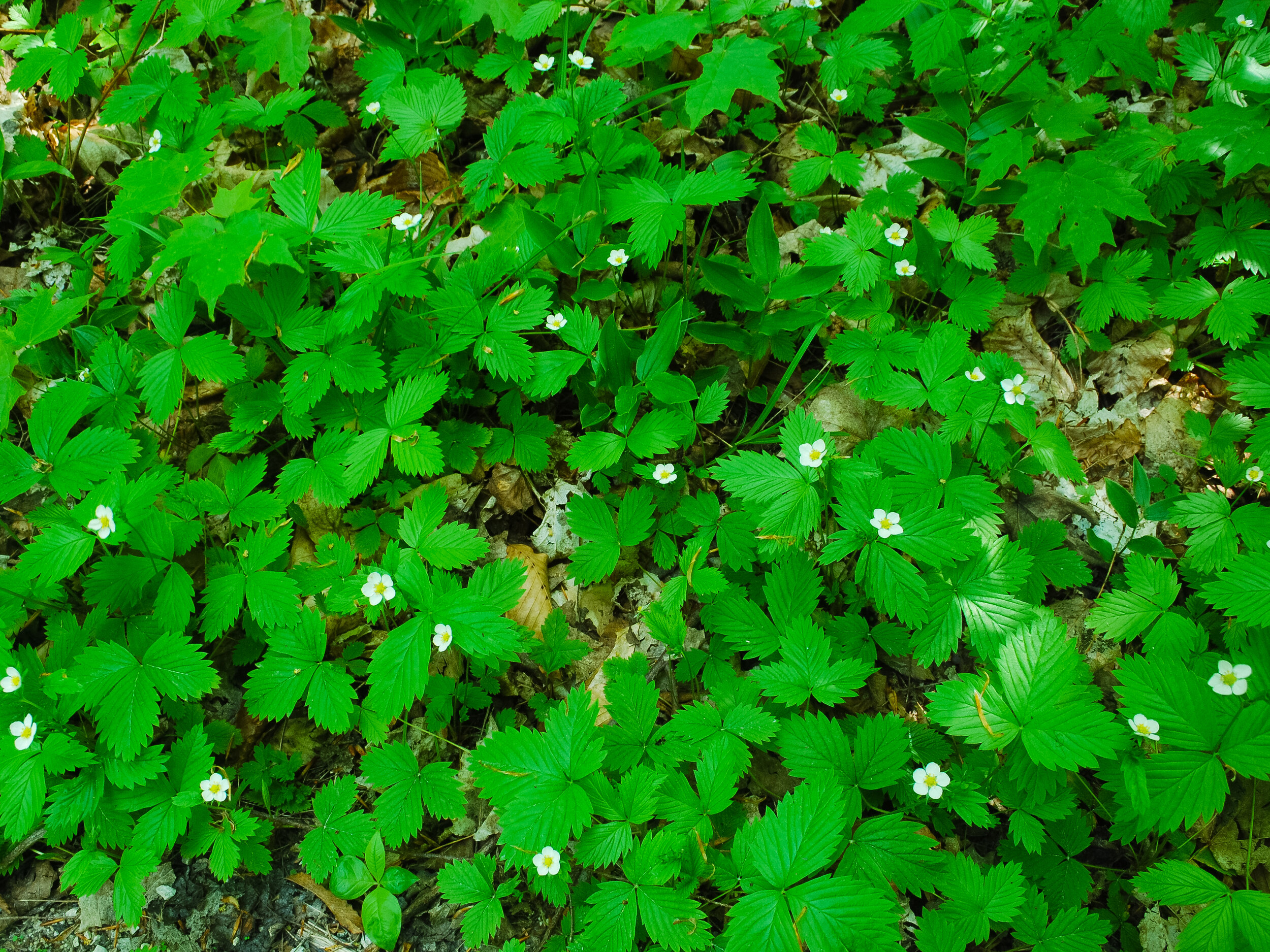 Wild Strawberry