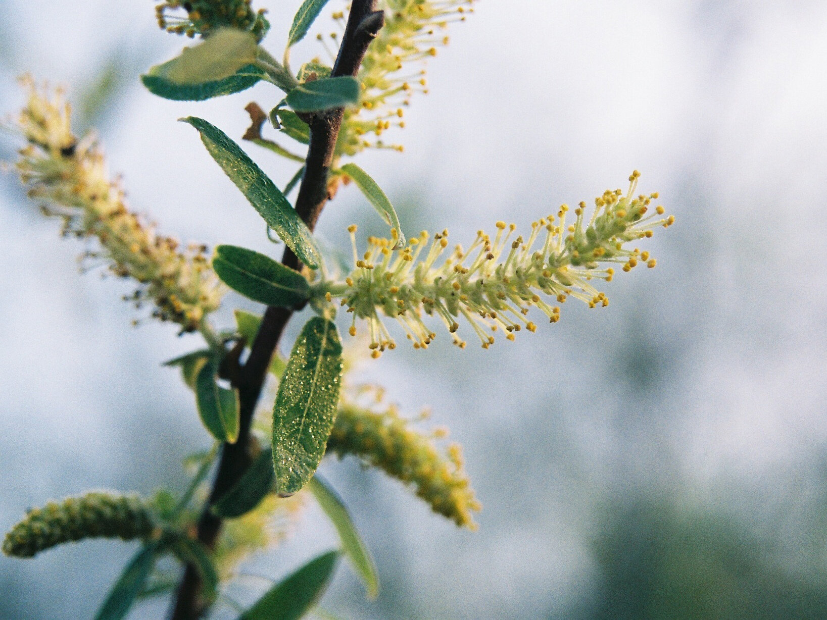 Carolina Willow