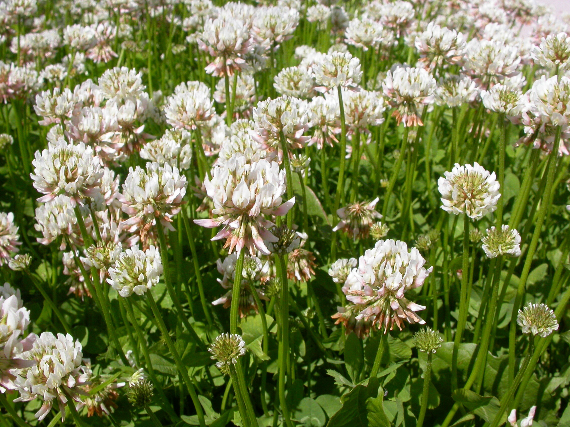 White Clover