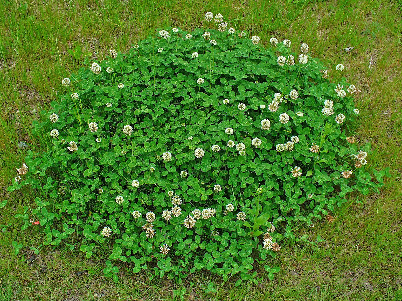 White Clover