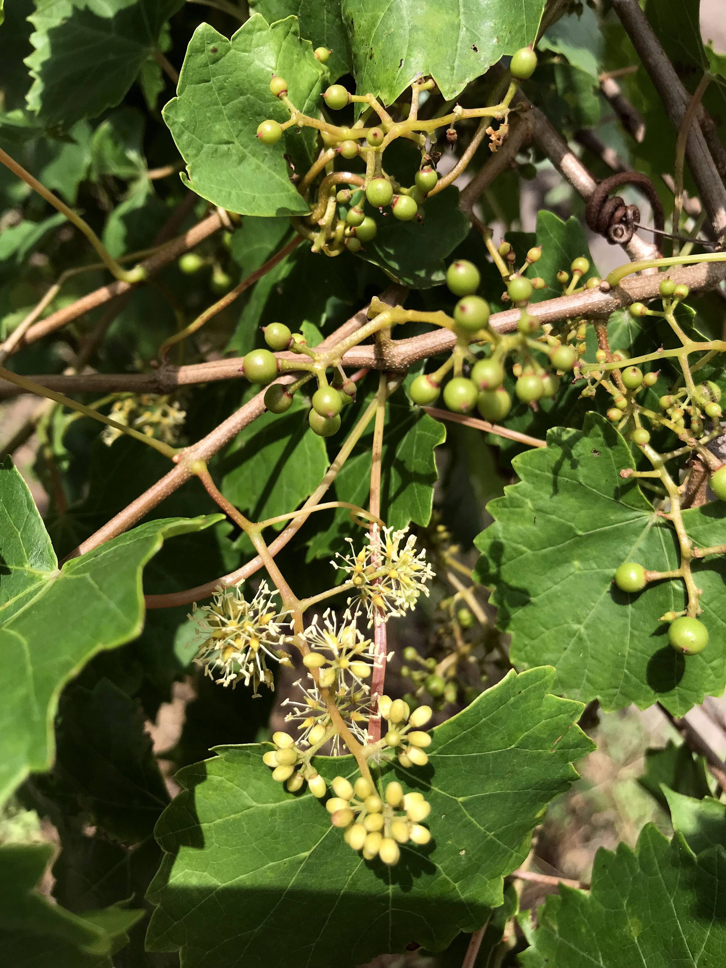 Muscadine Grape