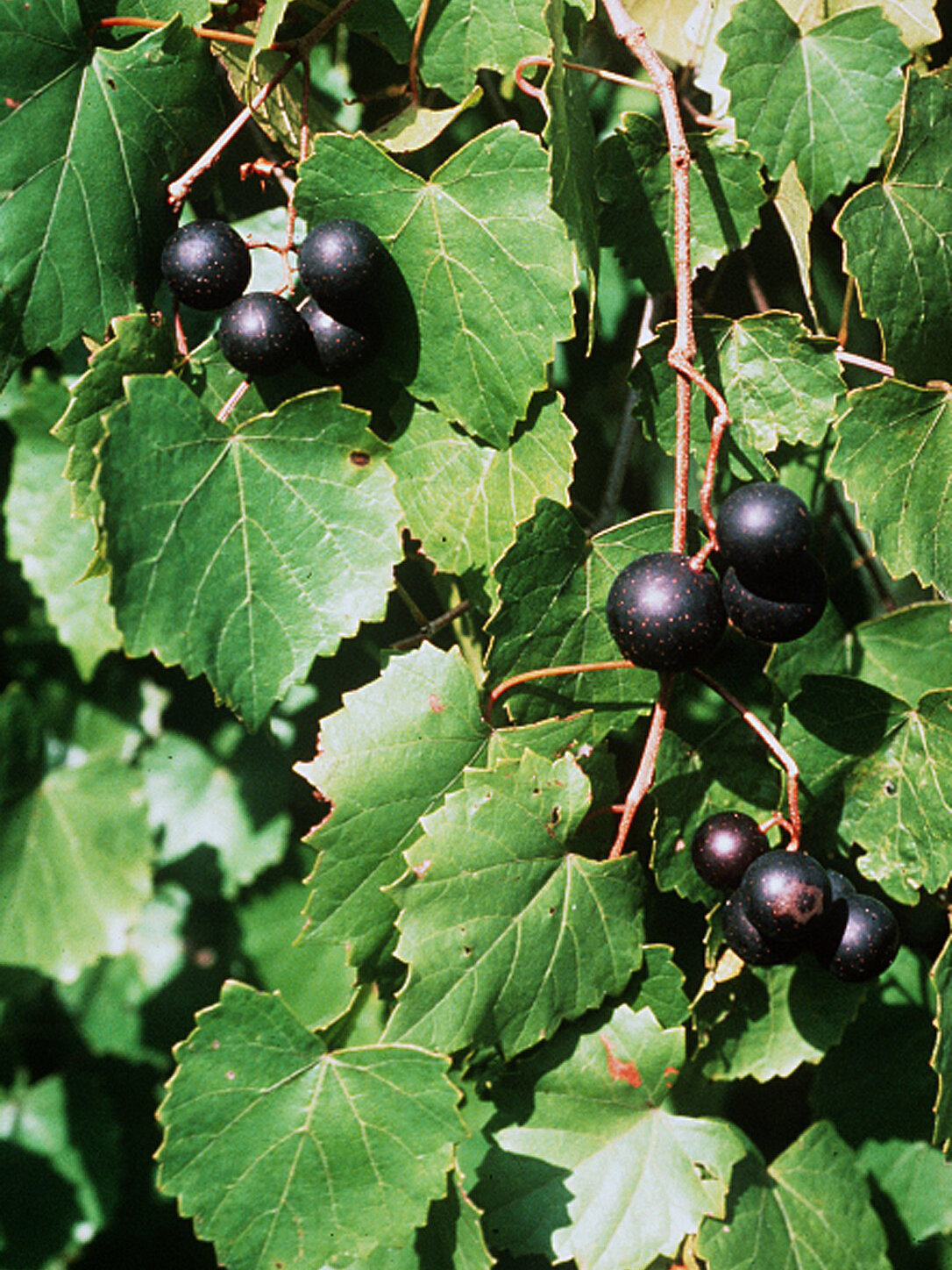 Muscadine Grape