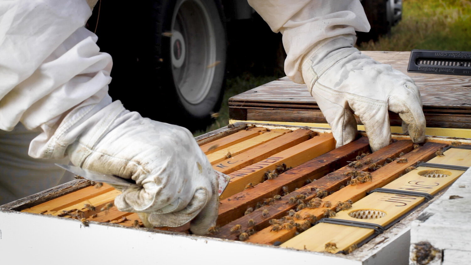 What is a Beekeeper Called & What Do They Do? - Carolina Honeybees