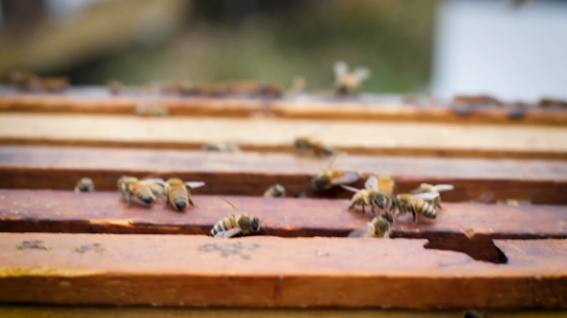 Bees_02.jpg