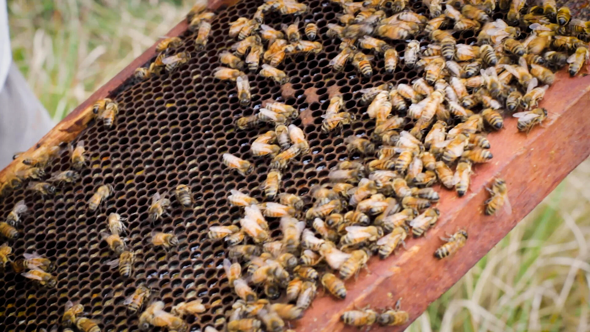 Bees_04.jpg