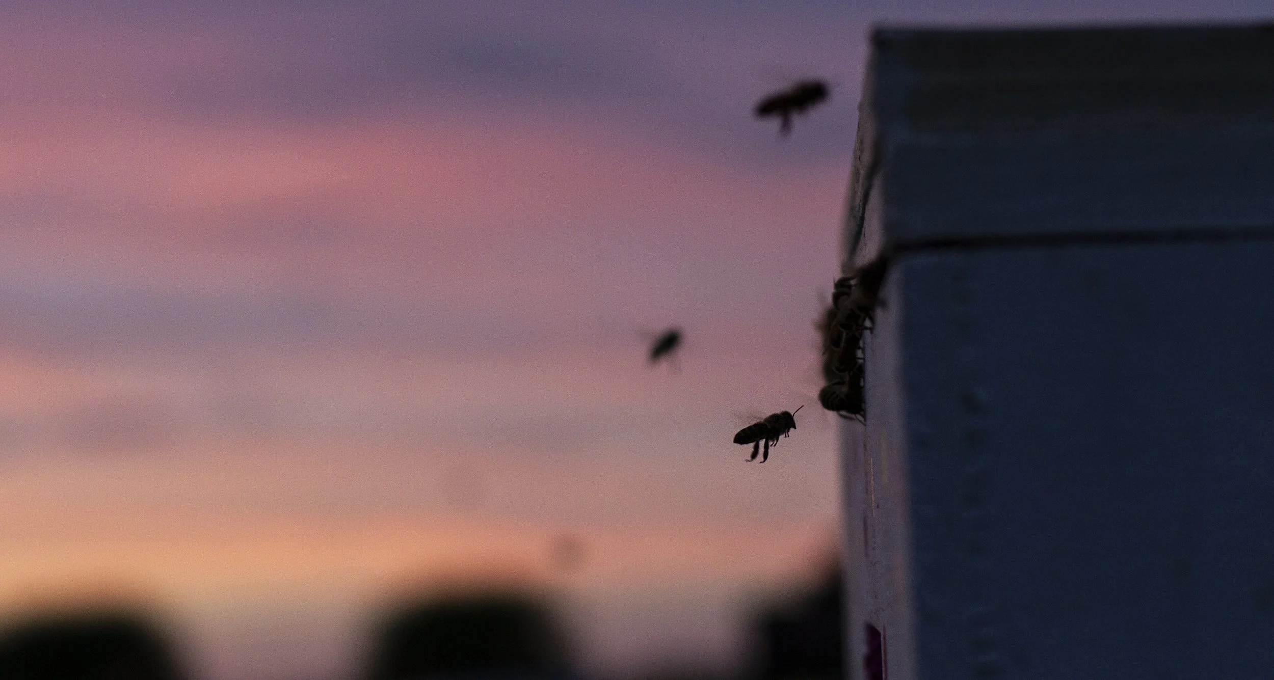 Bees_Dusk.jpg