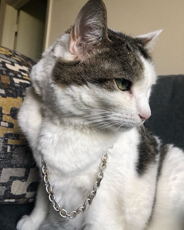 Work from home office cat William decided to launch a rap career. Name ideas so far: Yung Bill, Big Purr Purr. Suggestions?

#quarantinecat #workfromhome #coolcats #austinpets #albumcover #newartist