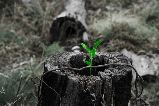 Perseverance.jpg