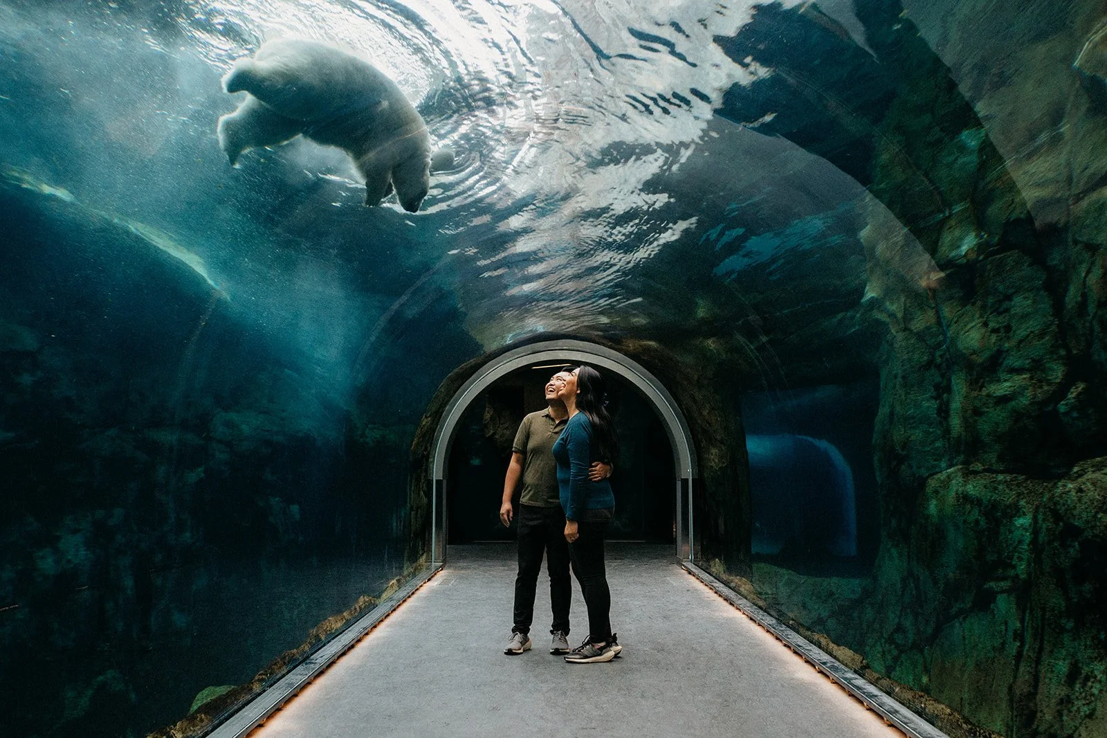 Couple standing in the underwater tunnel at Assiniboine Park Zoo in Winnipeg watching a polar bear swim above themCouple standing in the underwater tunnel at Assiniboine Park Zoo in Winnipeg watching a polar bear swim above them