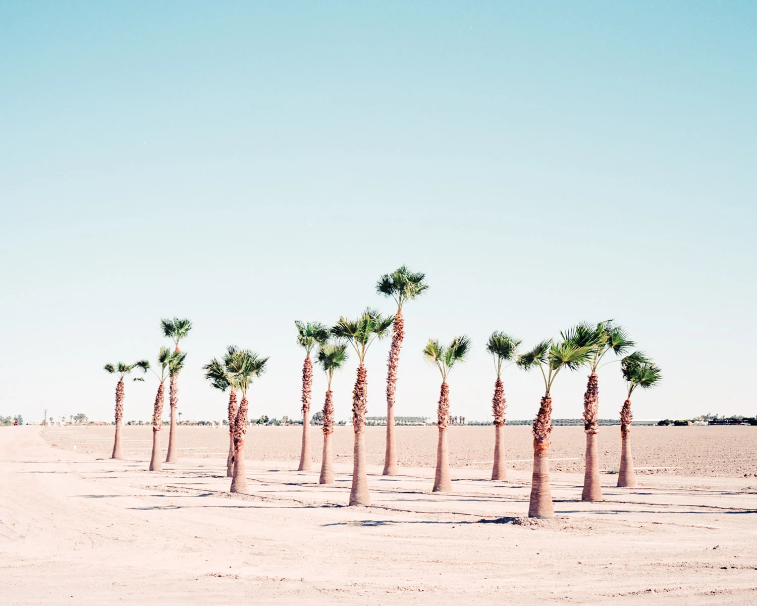 palm grove.jpg