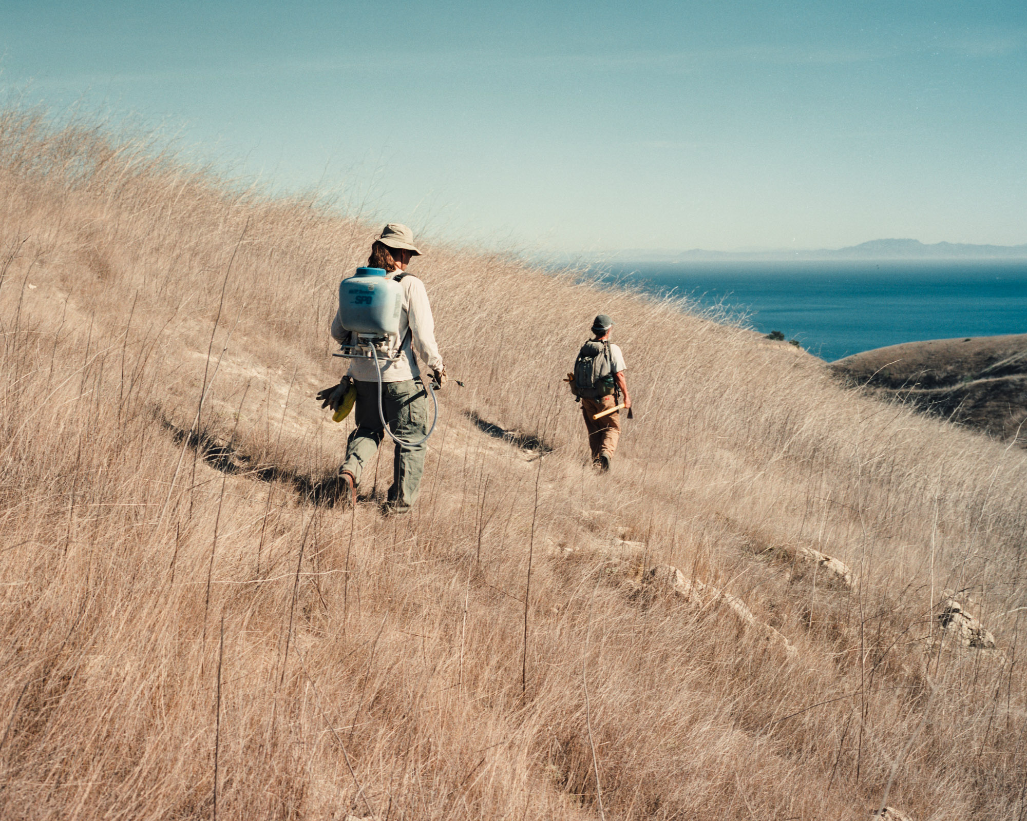  Restoration Biologists, Jim and Clark, attempt to remove invasive species of plants from Santa Cruz Island, CA   Invasive Species  