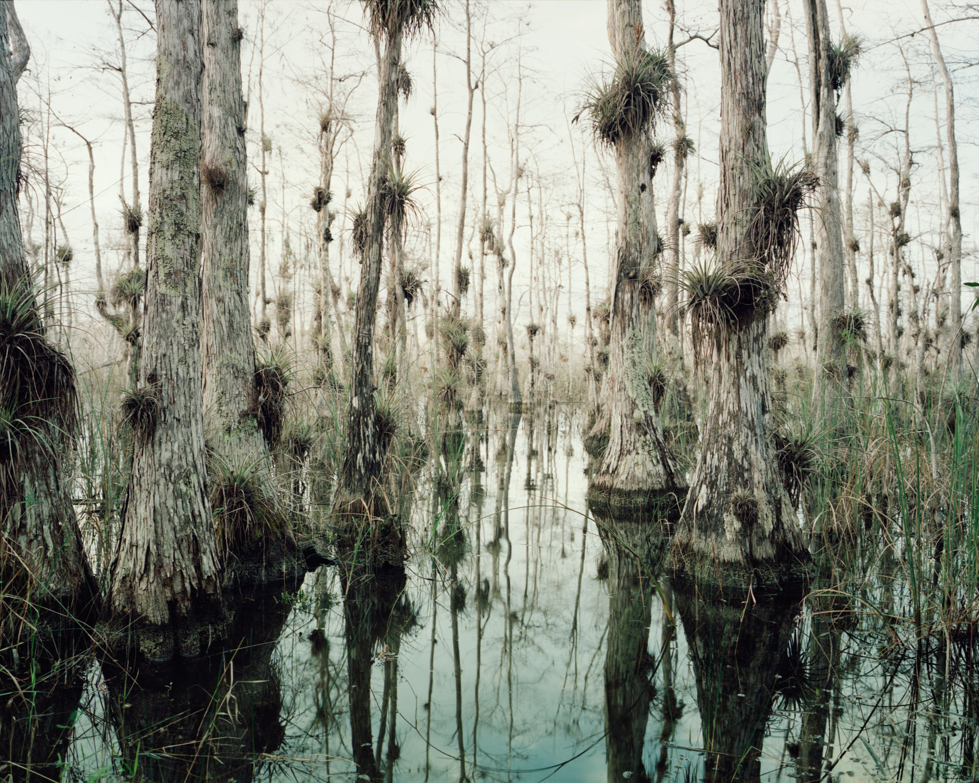 31_Oasis Trail trees, Big Cypress, Forida-.jpg