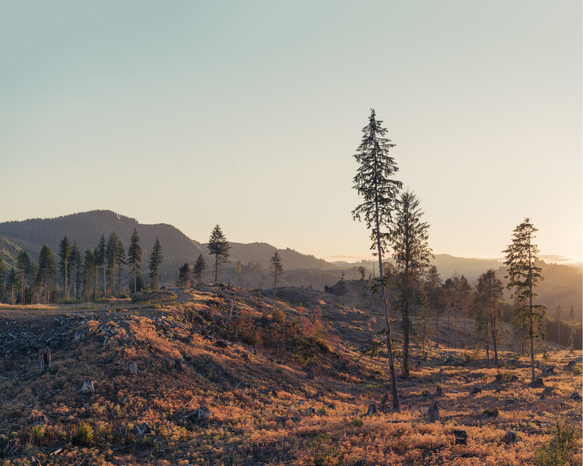 Baguskas-Pocket_of_Sunlight-037Clearcut_Oregon-6053_Stitch.jpg